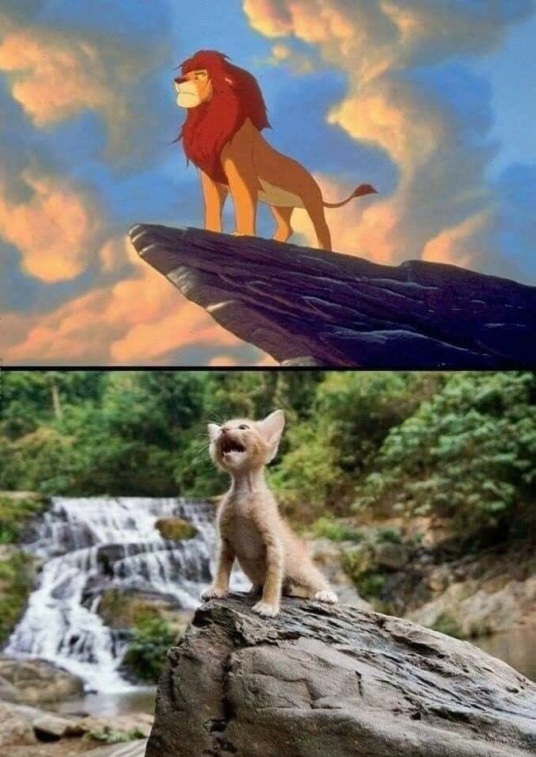 cat.jpg
