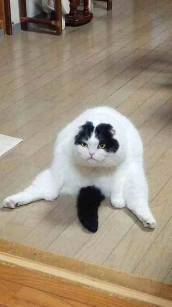cat.jpg