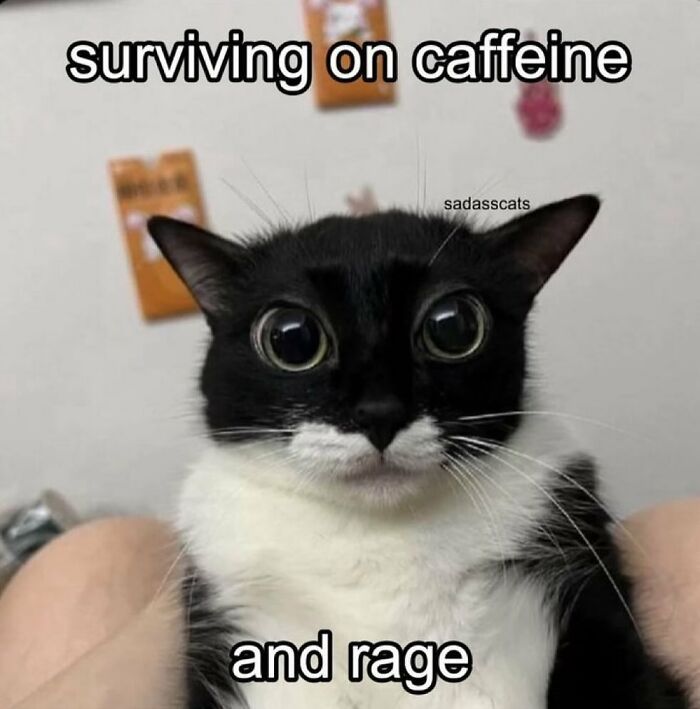 cat.jpg