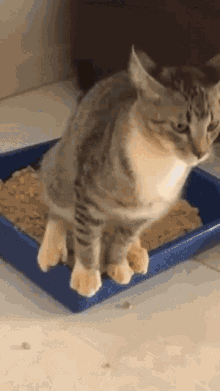 cat-litterbox.gif