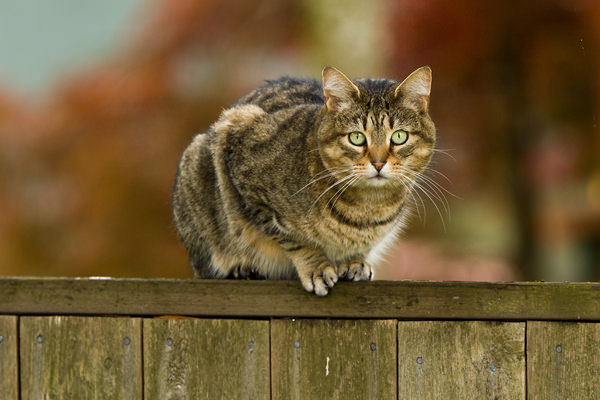 cat-on-a-fence.jpg