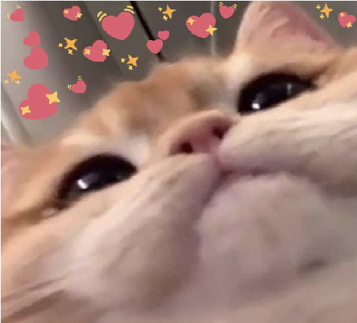 CAT.png