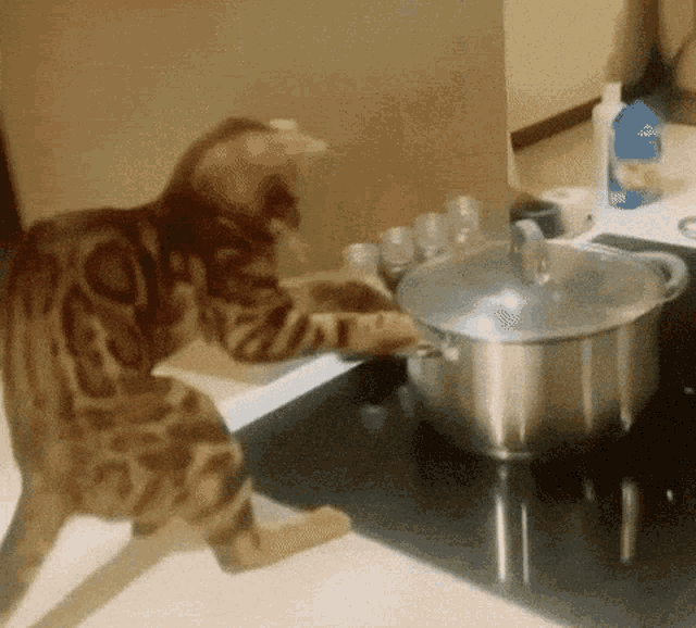 cat-pot.gif
