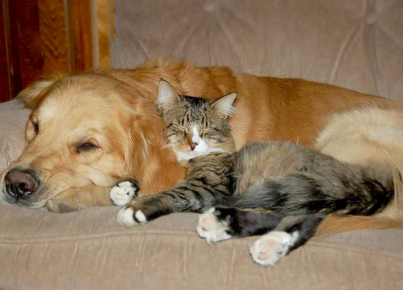 cat_and_dog-sleepingtogether.jpg
