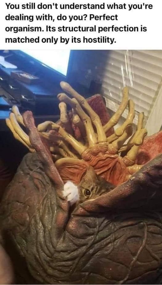 categg.jpg