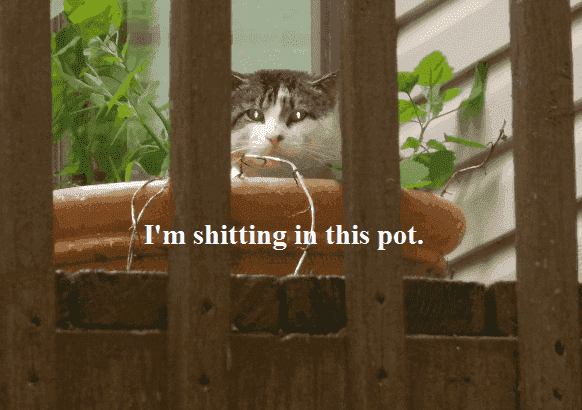 cats.png
