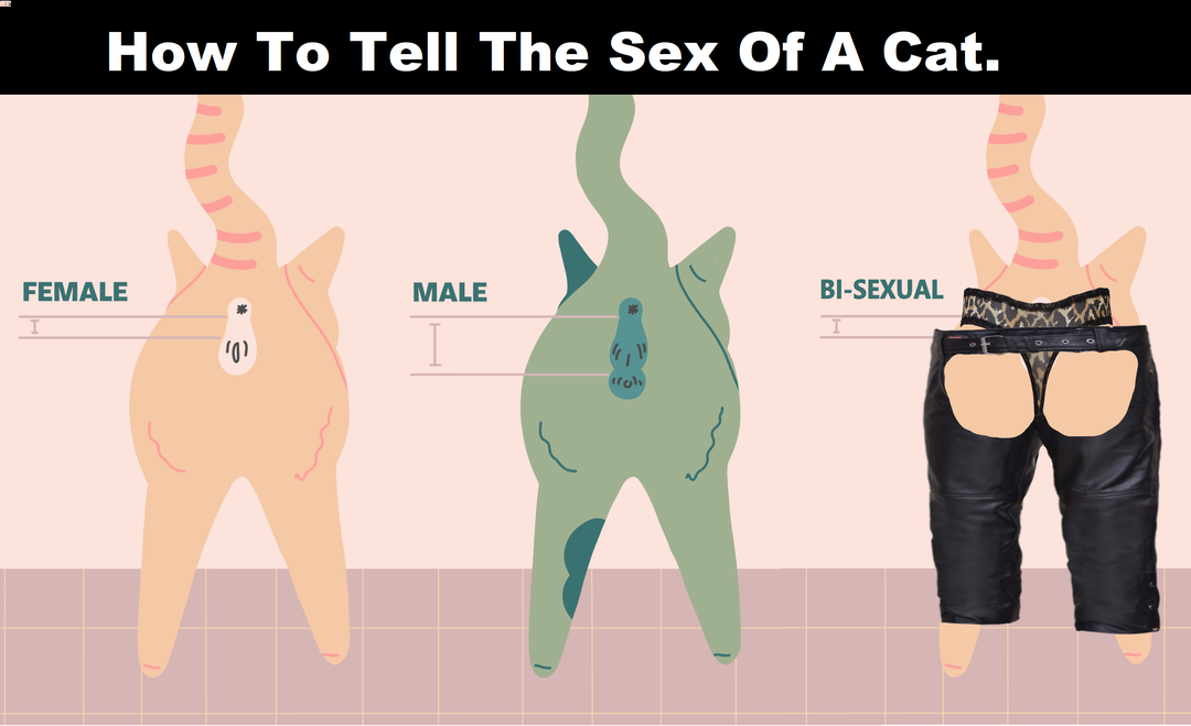 cATSEX.png