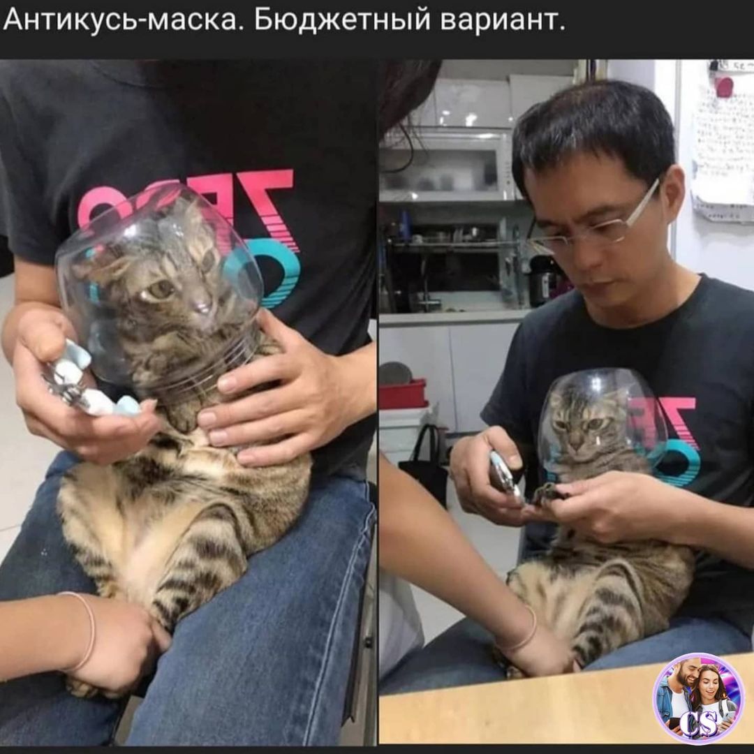cattrim.jpg