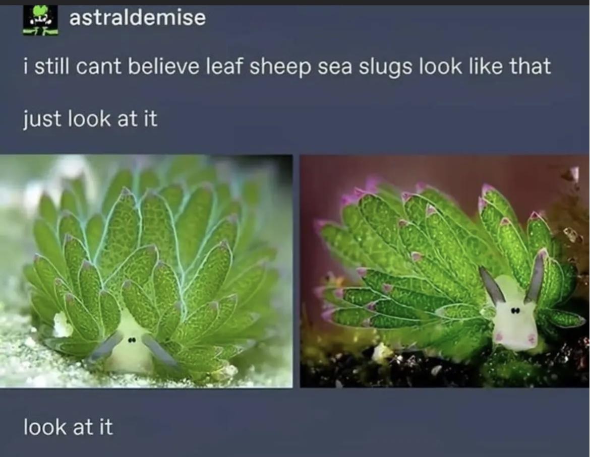 ckQ8g8H.jpeg