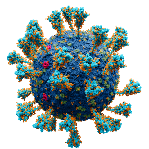 Coronavirus._SARS-CoV-2 (1).png