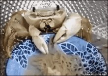 crab-eating.gif