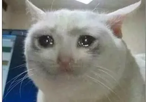 crying-cat-meme-template-thumbnail-4e806a85.webp