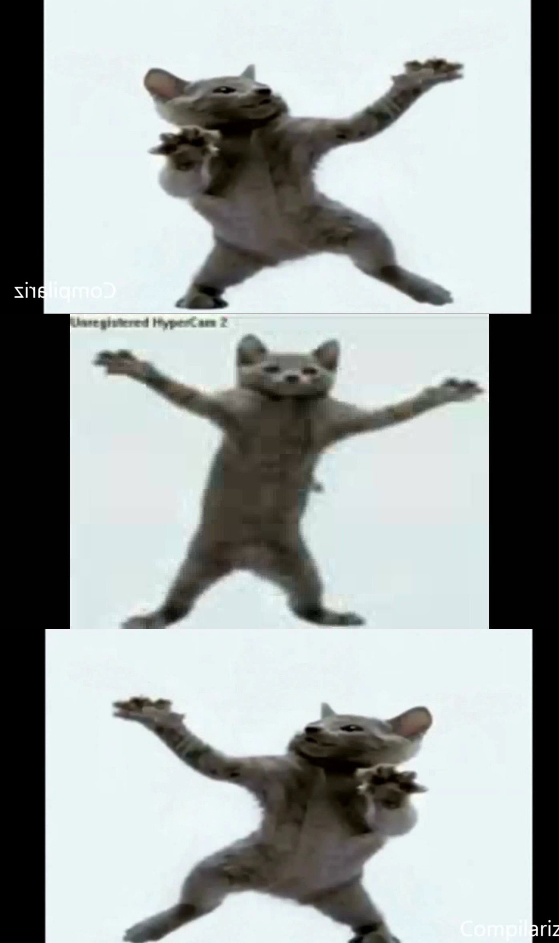 dancingcat.jpg