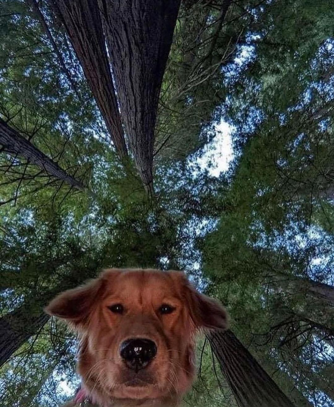 dog.jpg