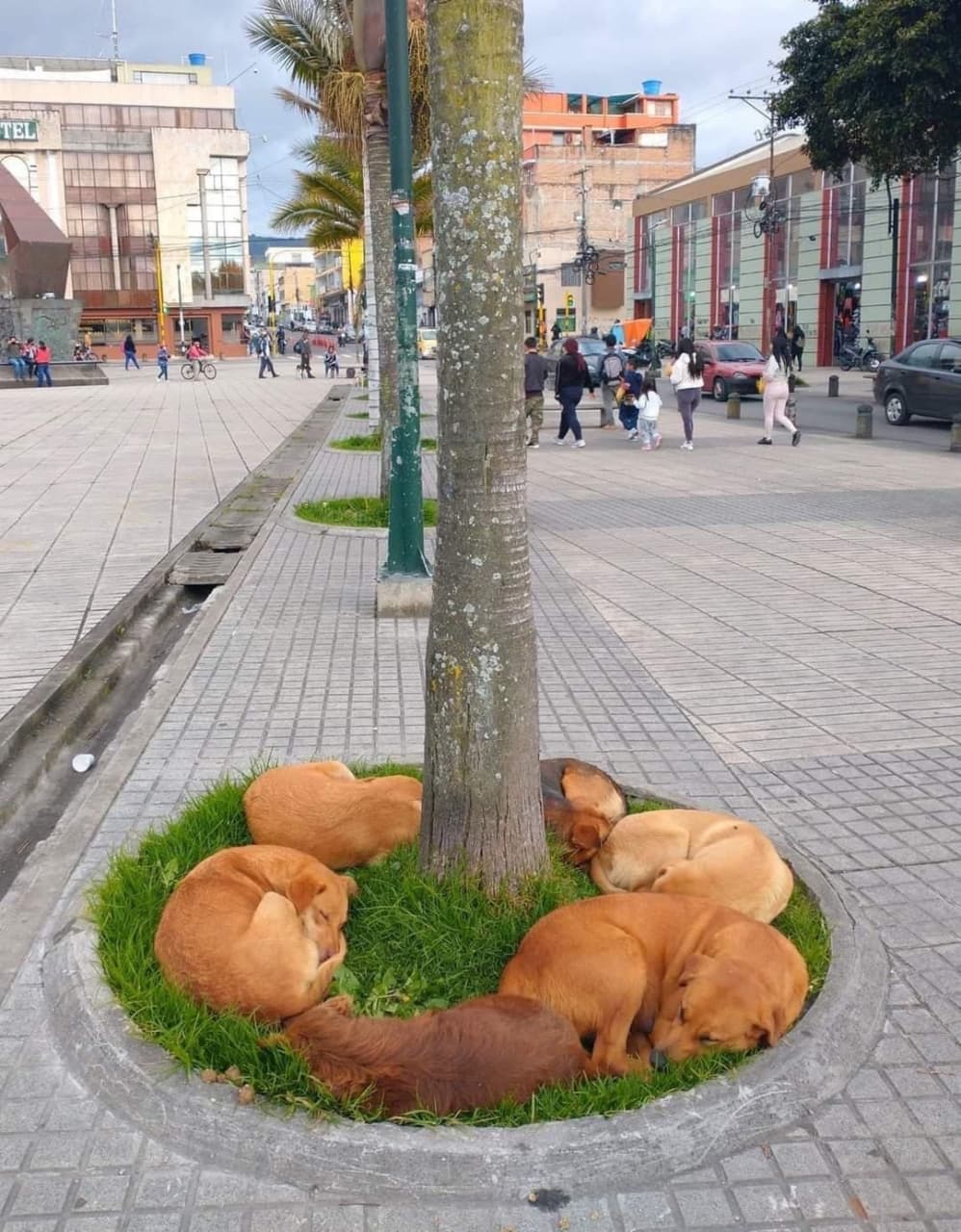 dogs.jpg