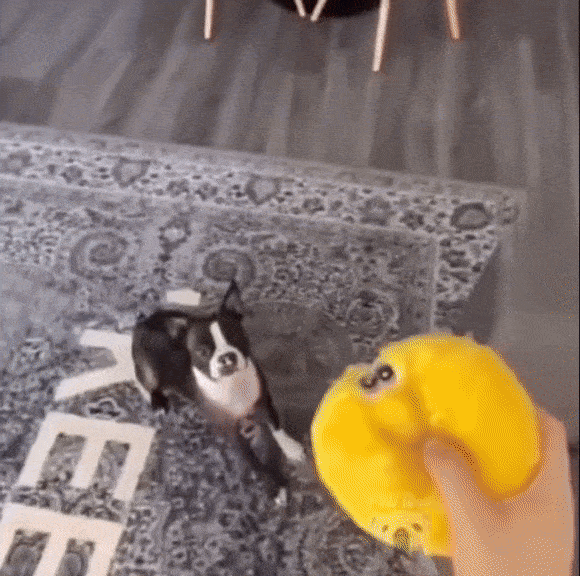 DogToy.gif