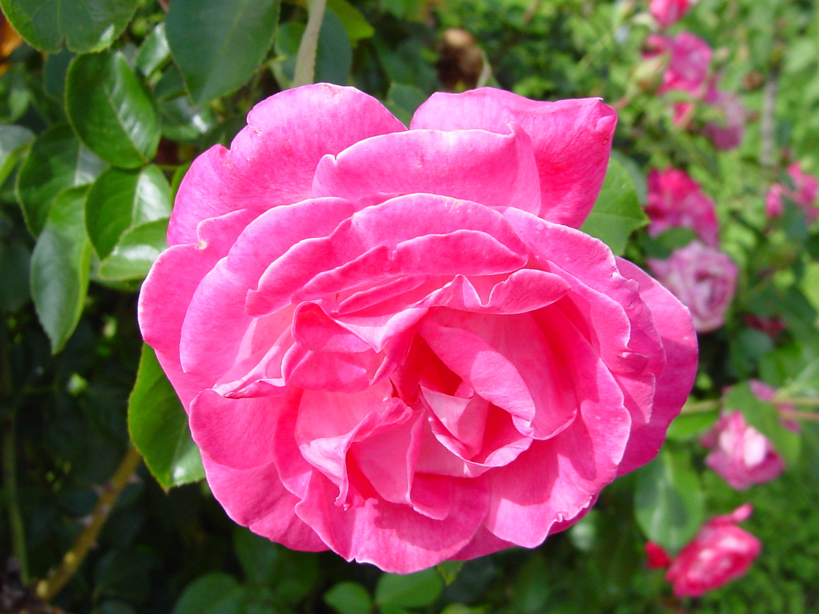 DSC00057.JPG
