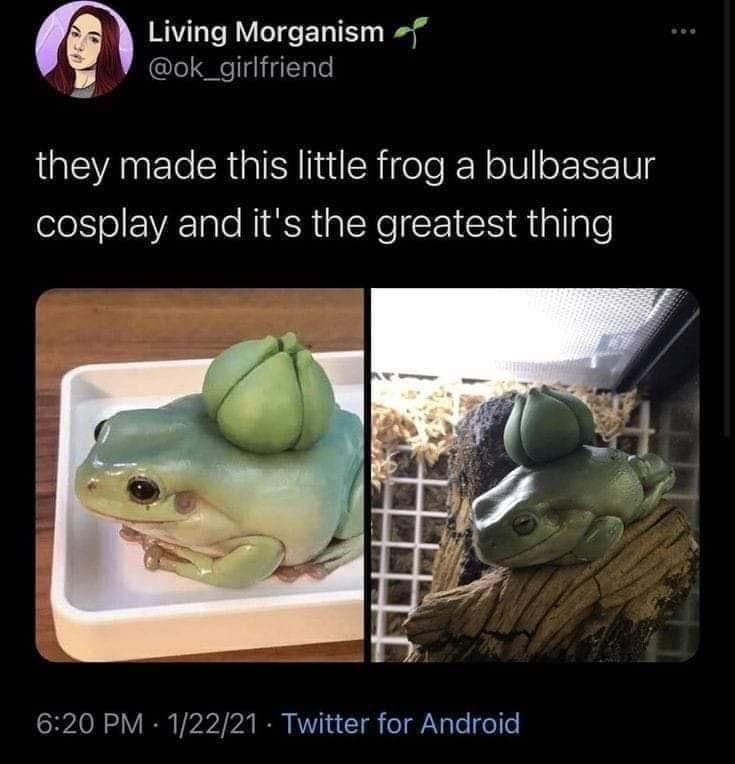 frog-cosplay.jpg
