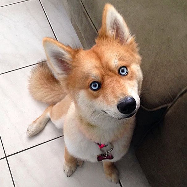 funny-cutest-fox-like-dog-Husky-Pomeranian-cross-5.jpg