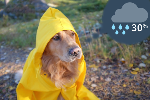 funny-golden_retriever_raincoat_.jpg