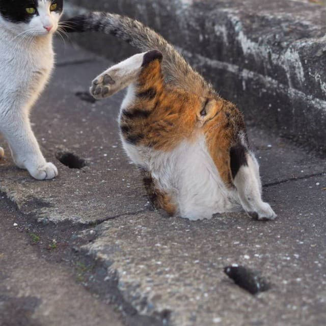 Gatitos.png
