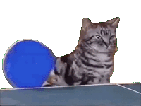 get-real-cat.gif
