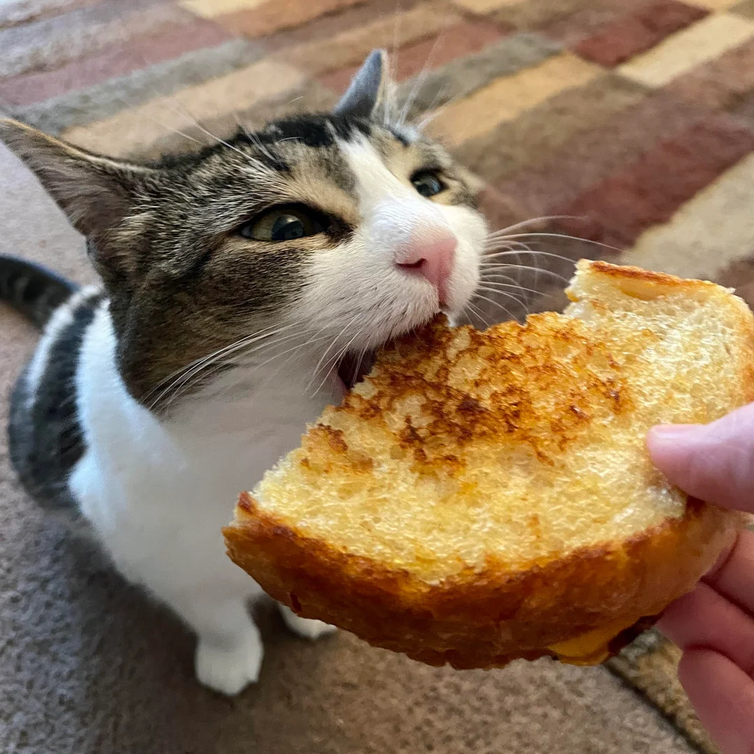 gildcheese.jpg