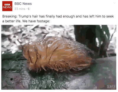 Hahah___.gif