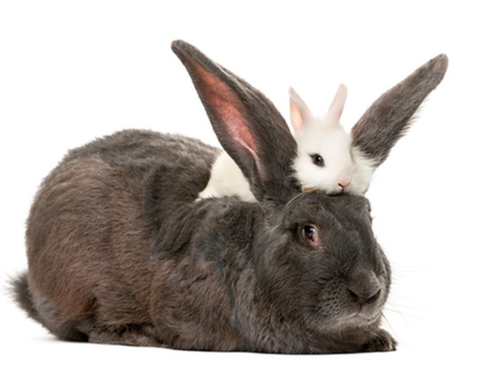 hare_as_rabbit.jpg