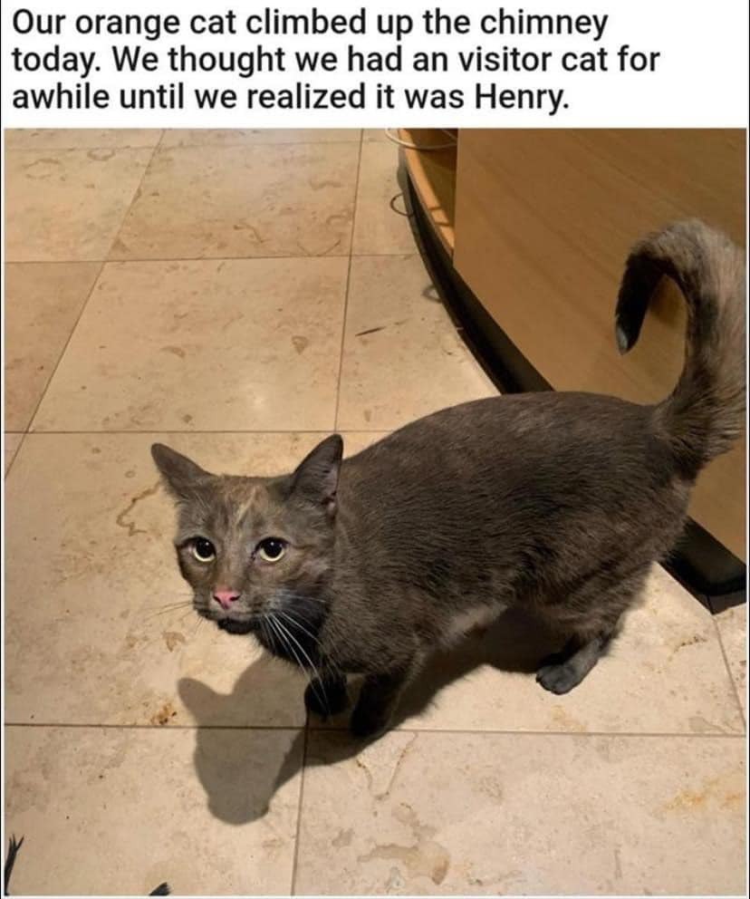 henry.jpg