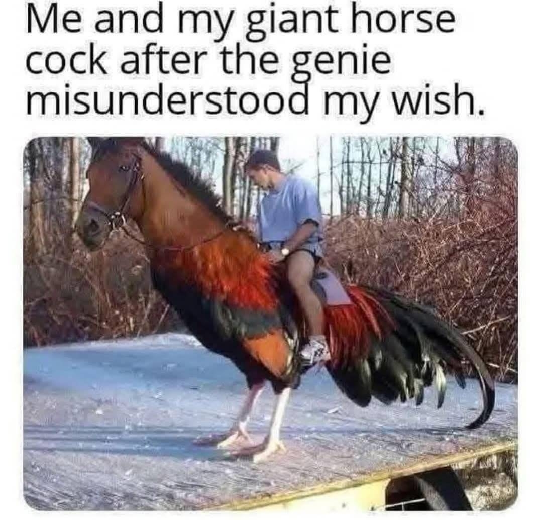 horse.jpg