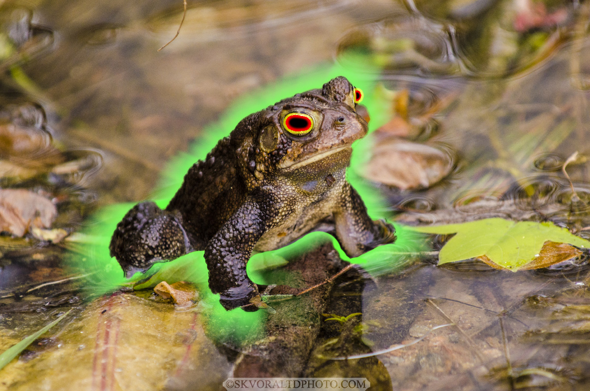 Hypno-Toad.jpg