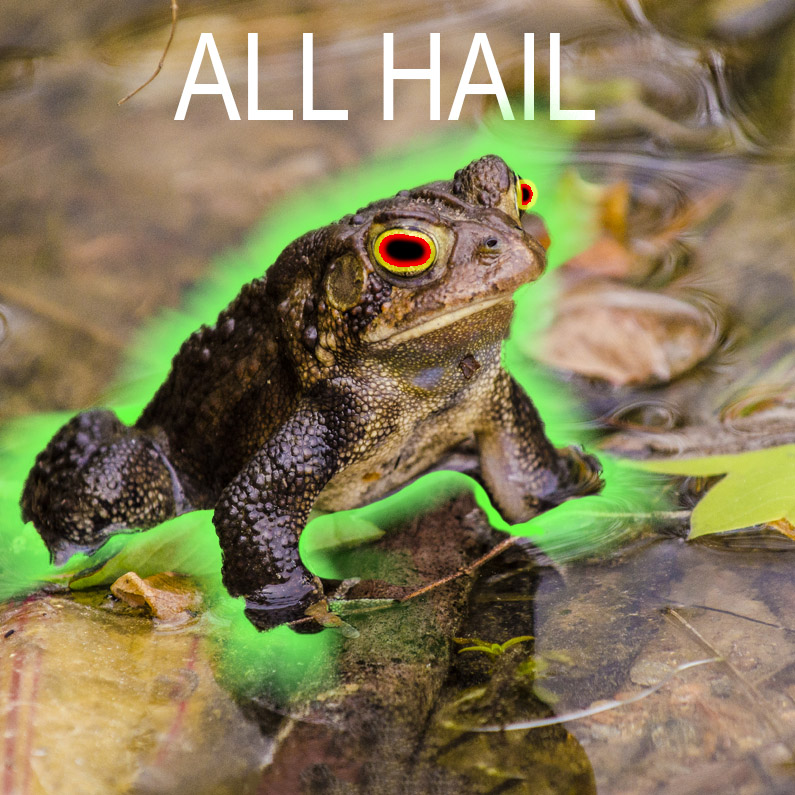 Hypno-Toad-meme.jpg