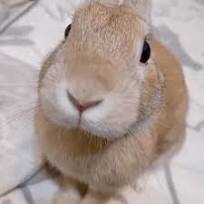 images (1).jpeg