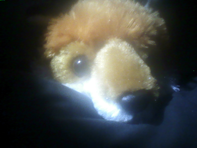 fox