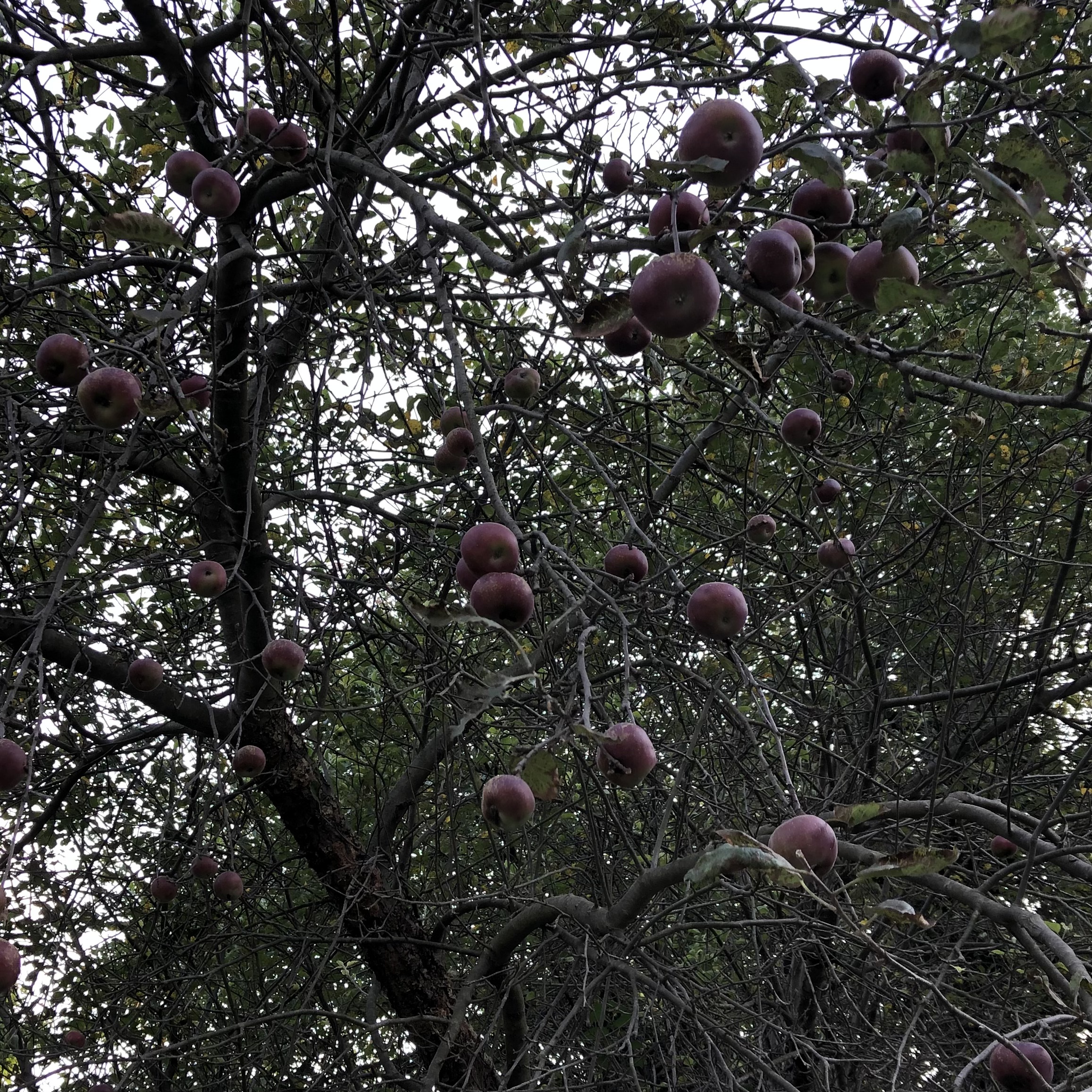 IMG_5920.jpeg