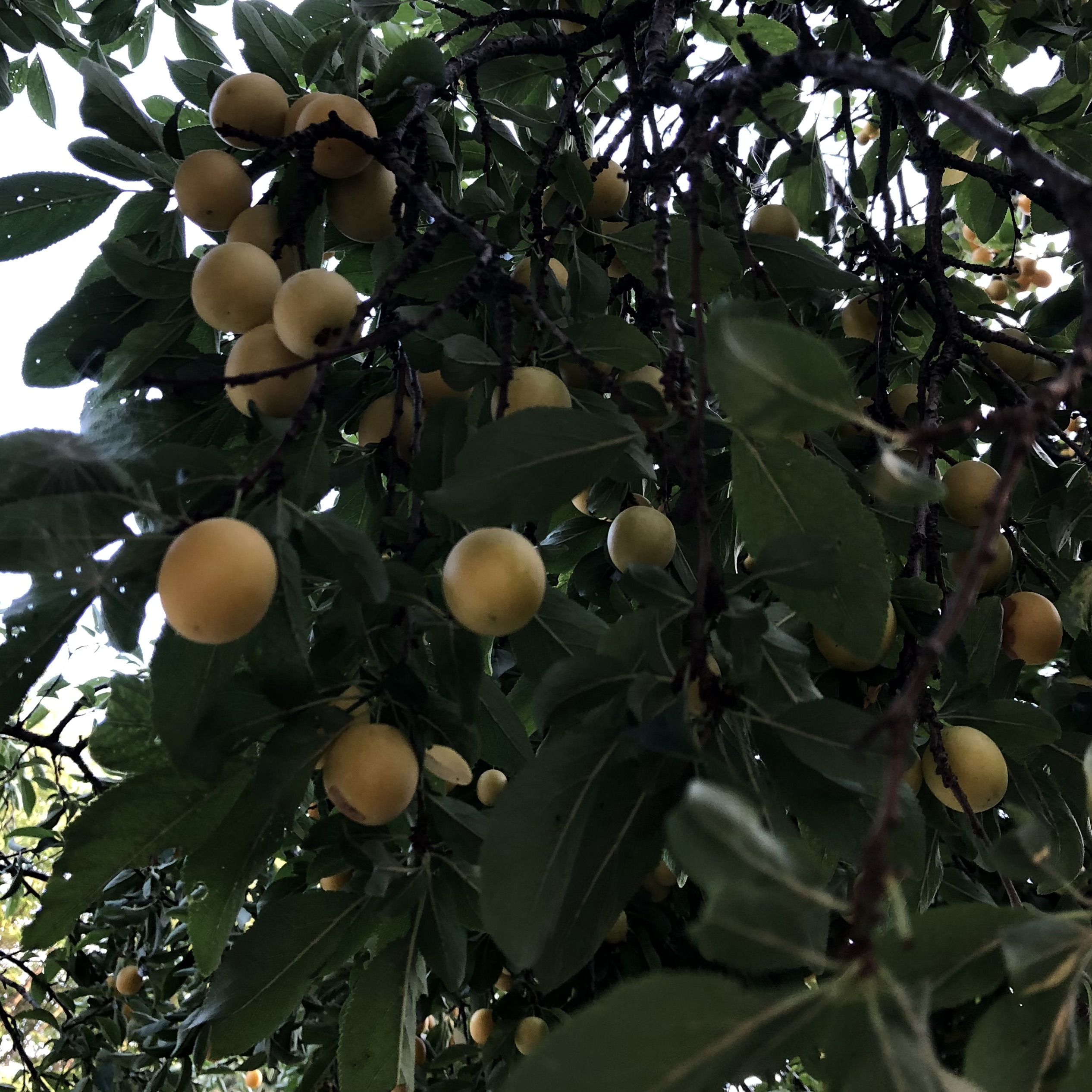 IMG_5929.jpeg