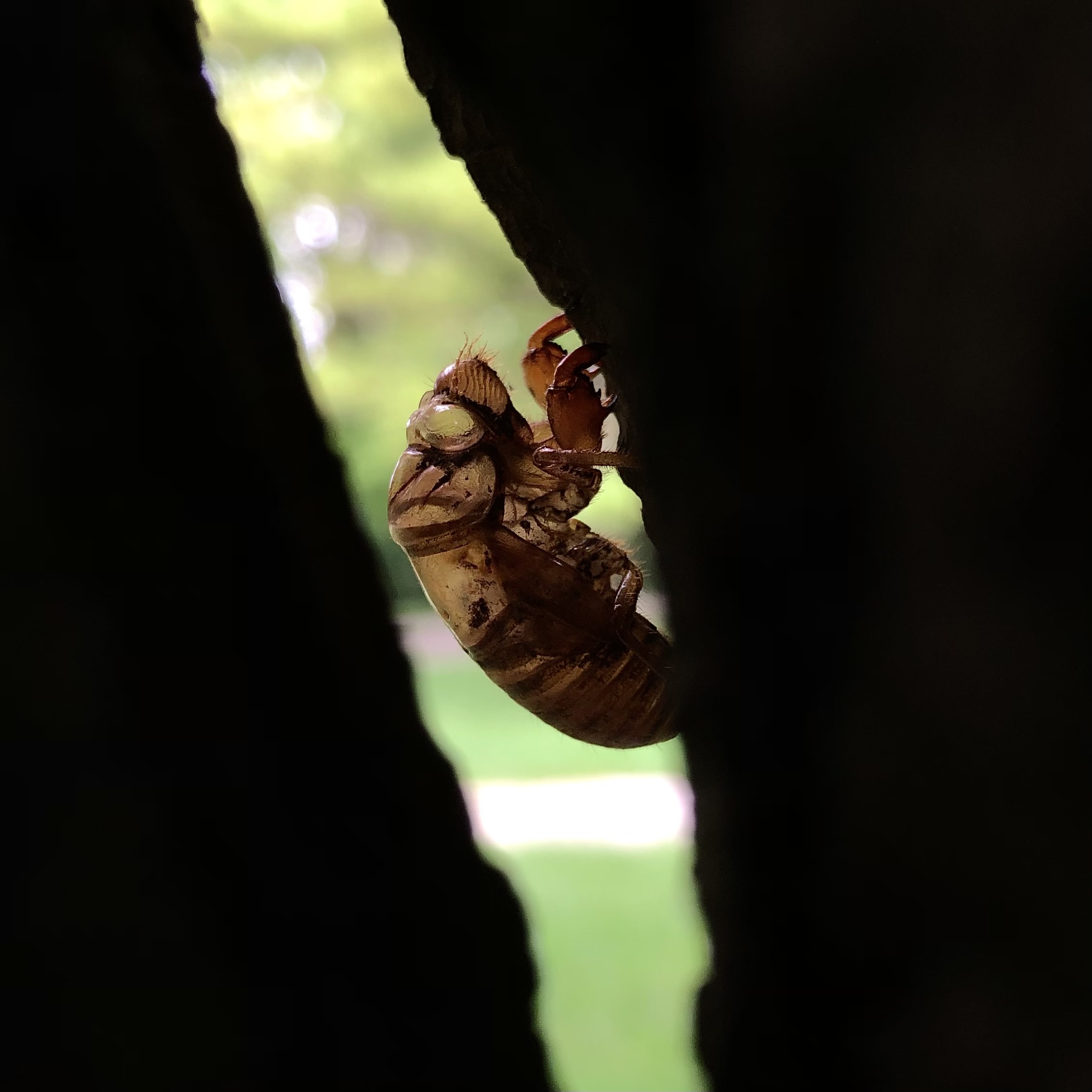 IMG_6233.jpeg