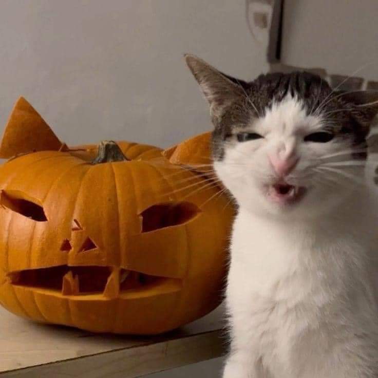 kitty.jpg