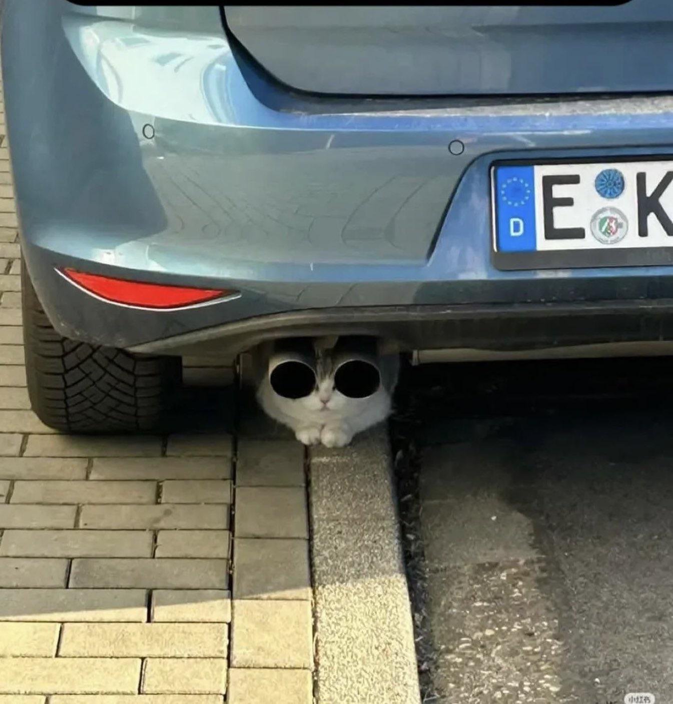 koq8nrjgegbf1.jpeg