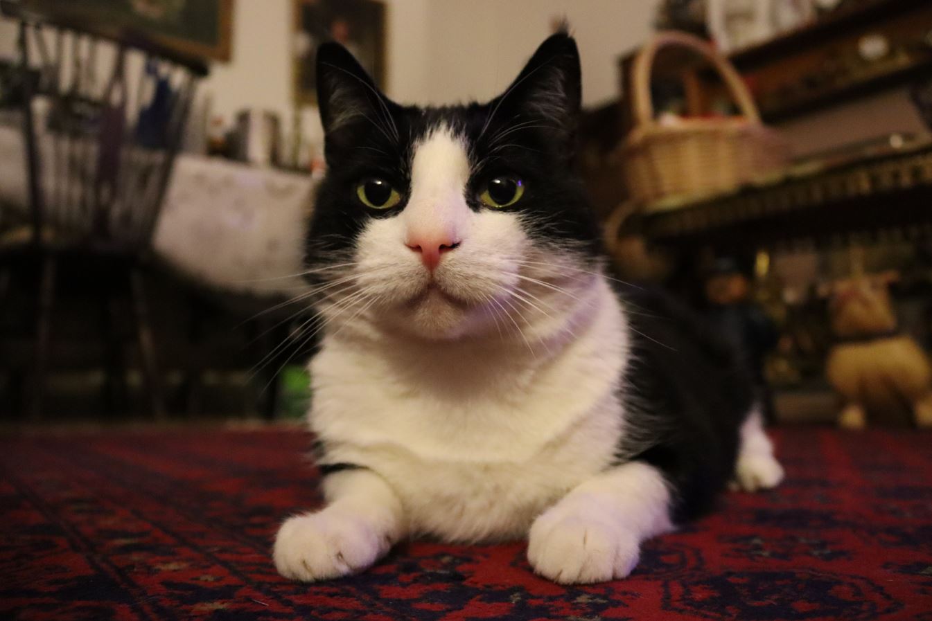 lou.JPG