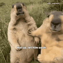 marmota-cooking.gif