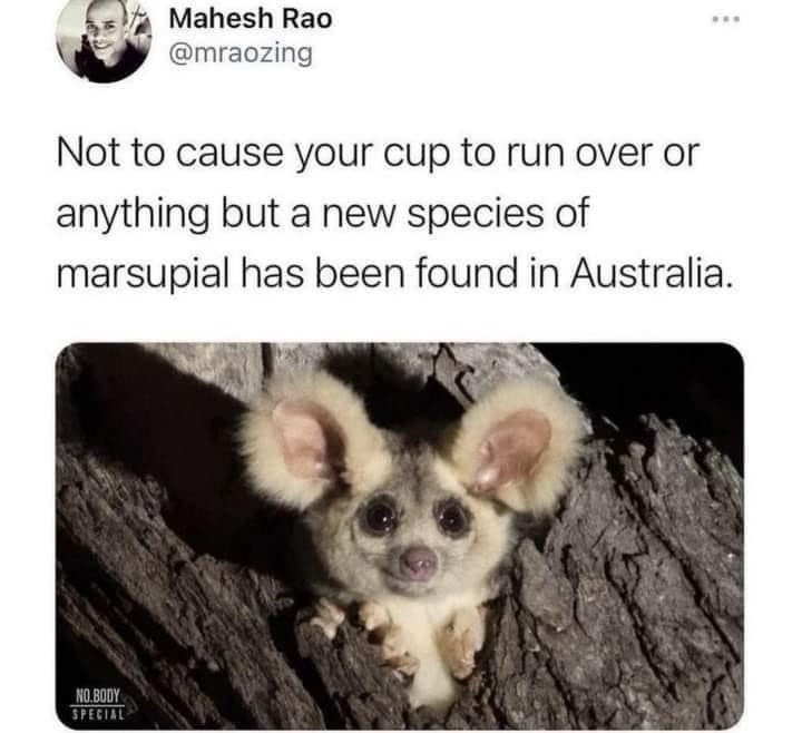 marsupial.png