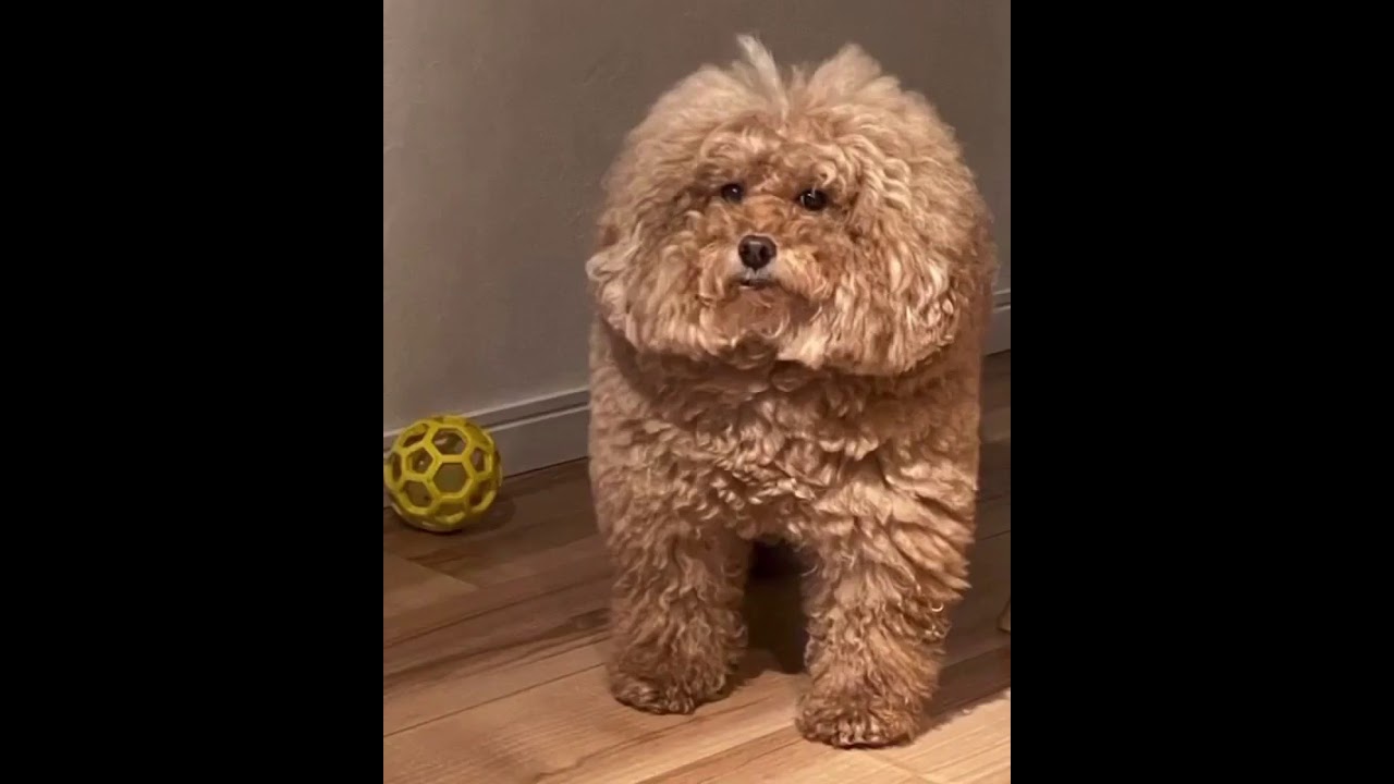 maxresdefault.jpg