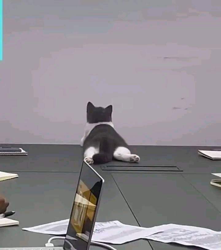 michi2.jpg