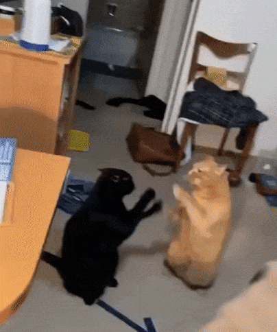 MissSusieMeow.gif