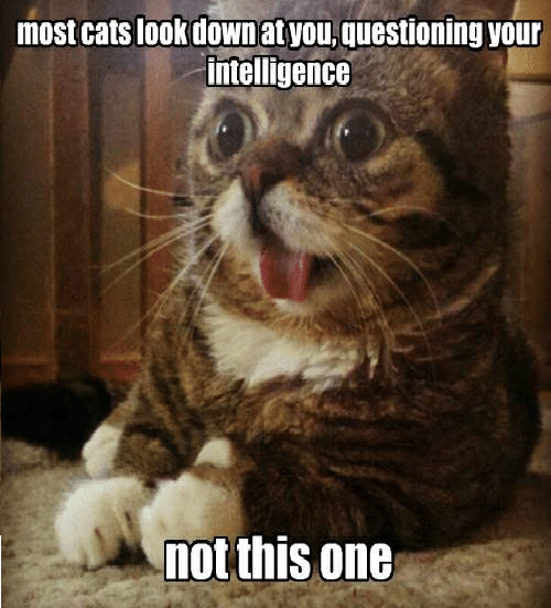 most-cats-look-down-at-you-questioning-your-intelligence-not-2043036.png