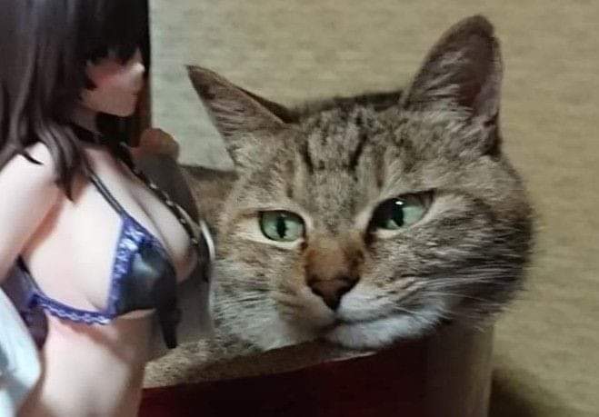 noctito.jpg
