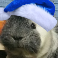 paddyhat.png