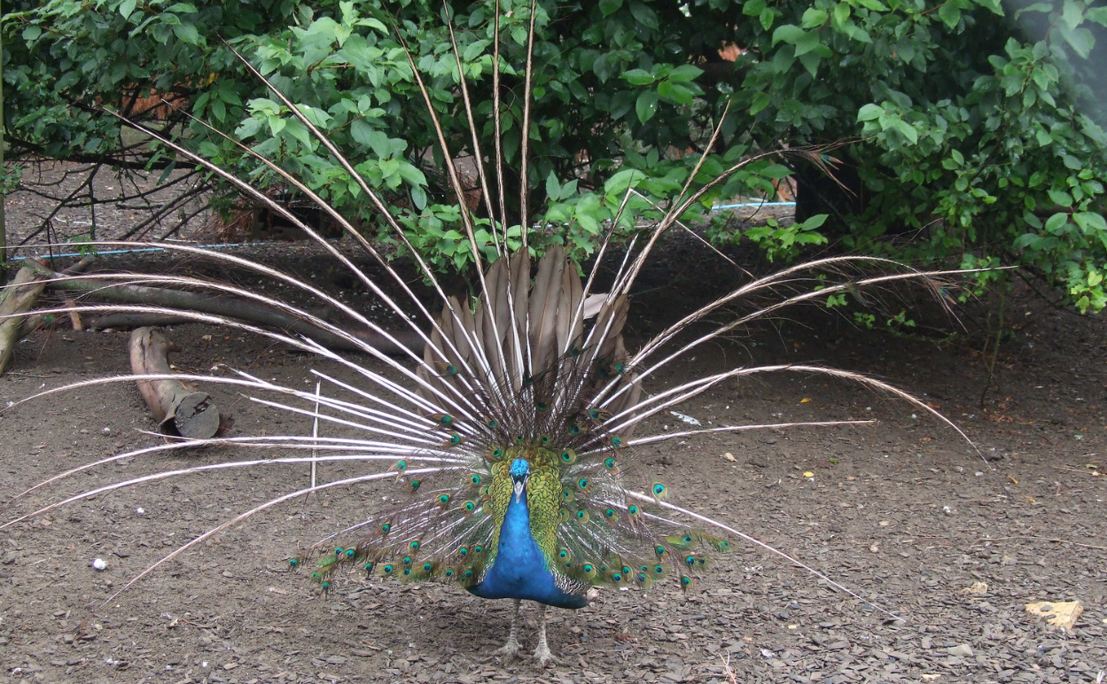 peacock.png